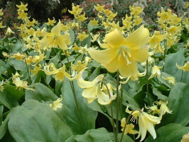 Erythronium Pagoda